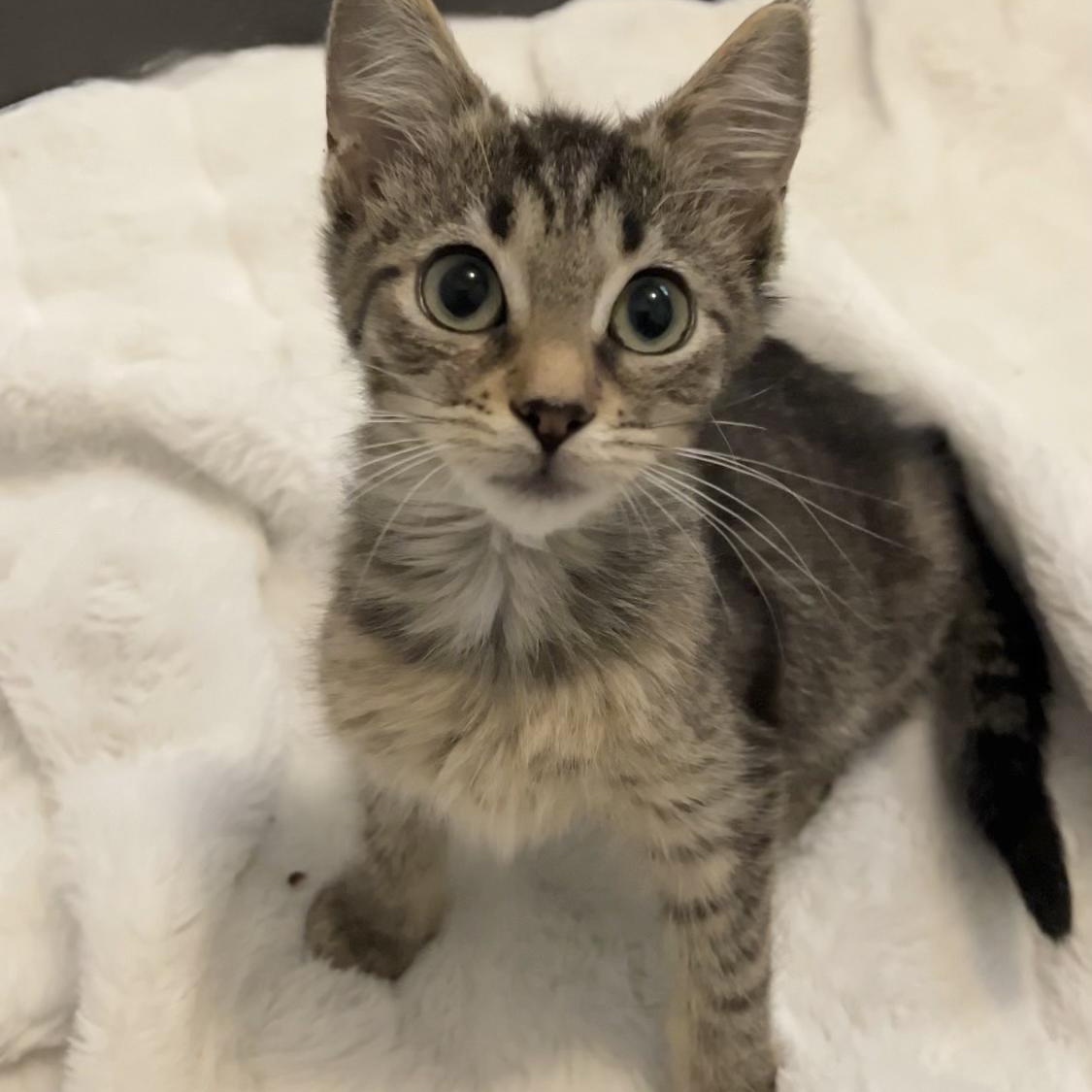 Enlarge Millie, an adopted mixed breed in Mastic beach, NY image 3/4