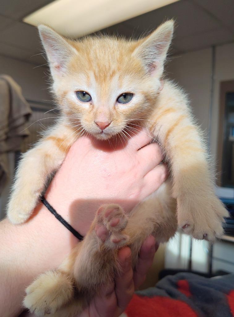 Marc Jacobs, Adoptable, Kitten Male Domestic Short Hair.