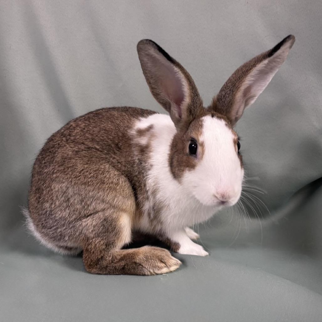 Enlarge Ramona, a Adoptable Dutch in Columbia, MD image 2/3
