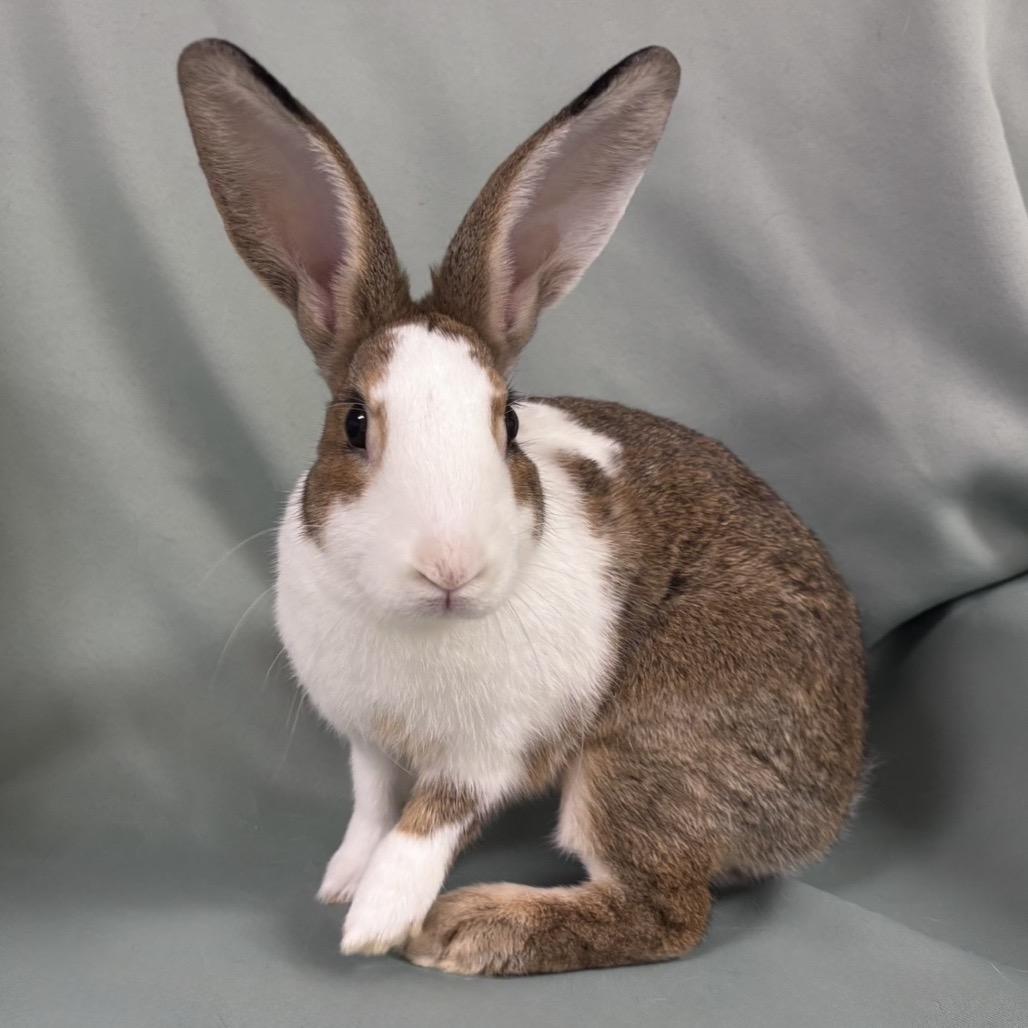 Enlarge Ramona, a Adoptable Dutch in Columbia, MD image 3/3