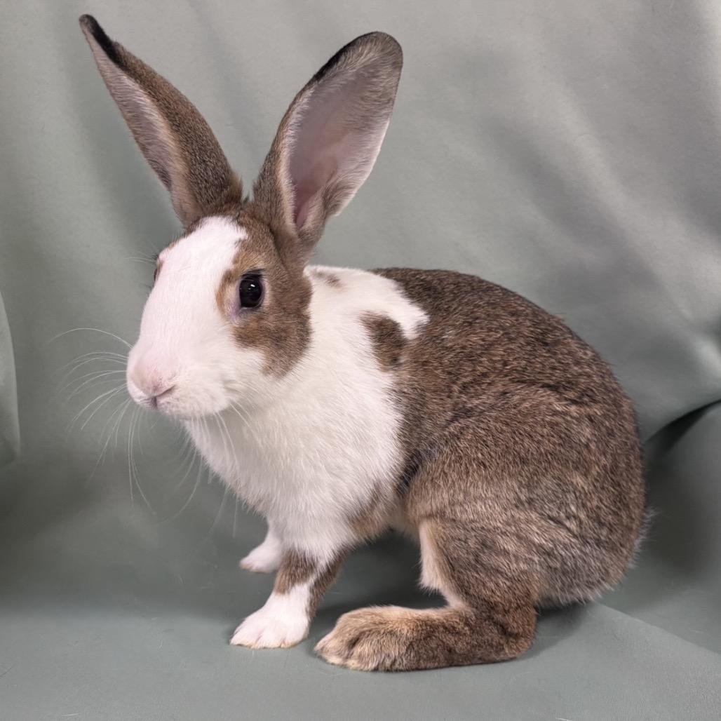 Enlarge Ramona, a Adoptable Dutch in Columbia, MD image 1/3