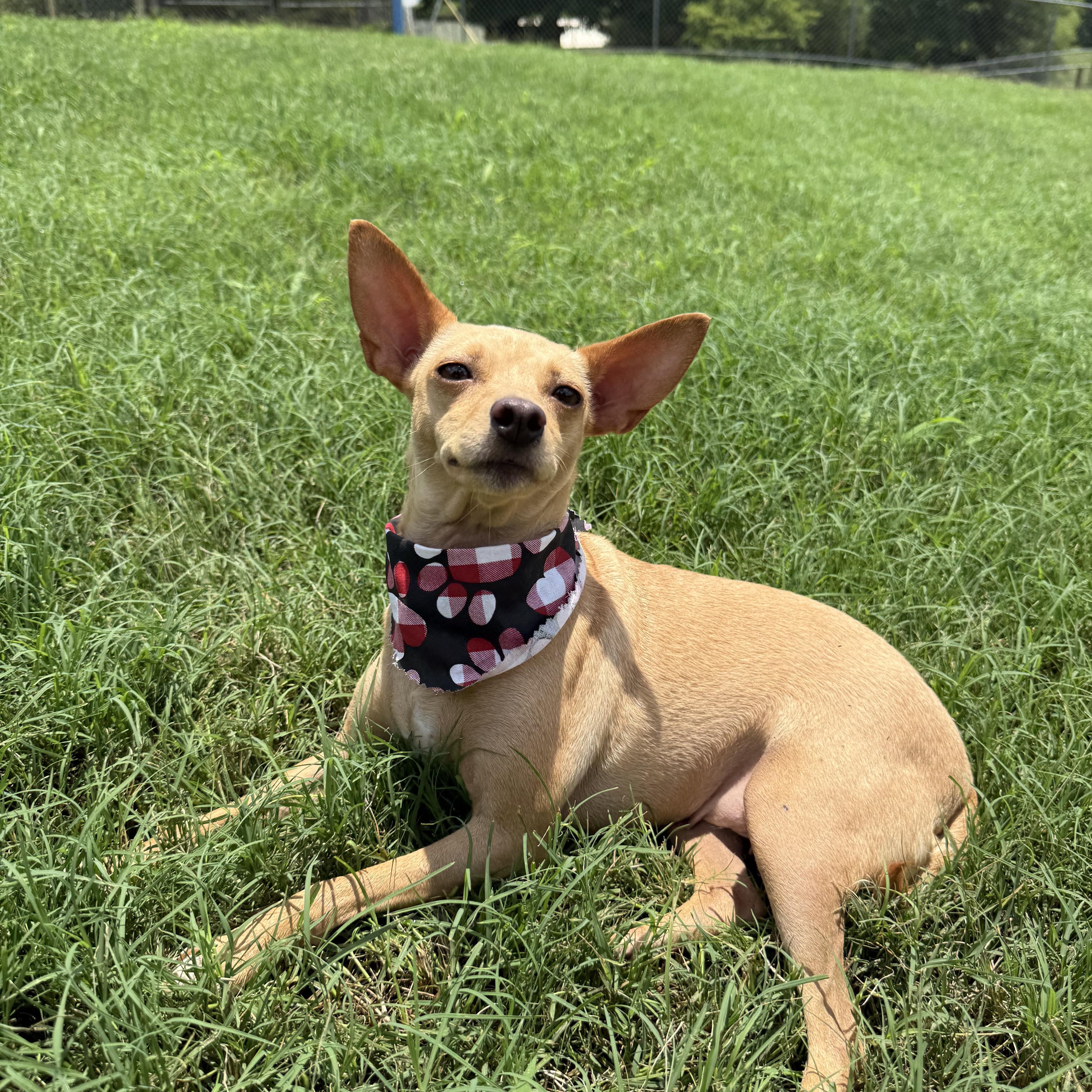 Enlarge DORA, an adopted Chihuahua in Dumont, NJ image 3/4