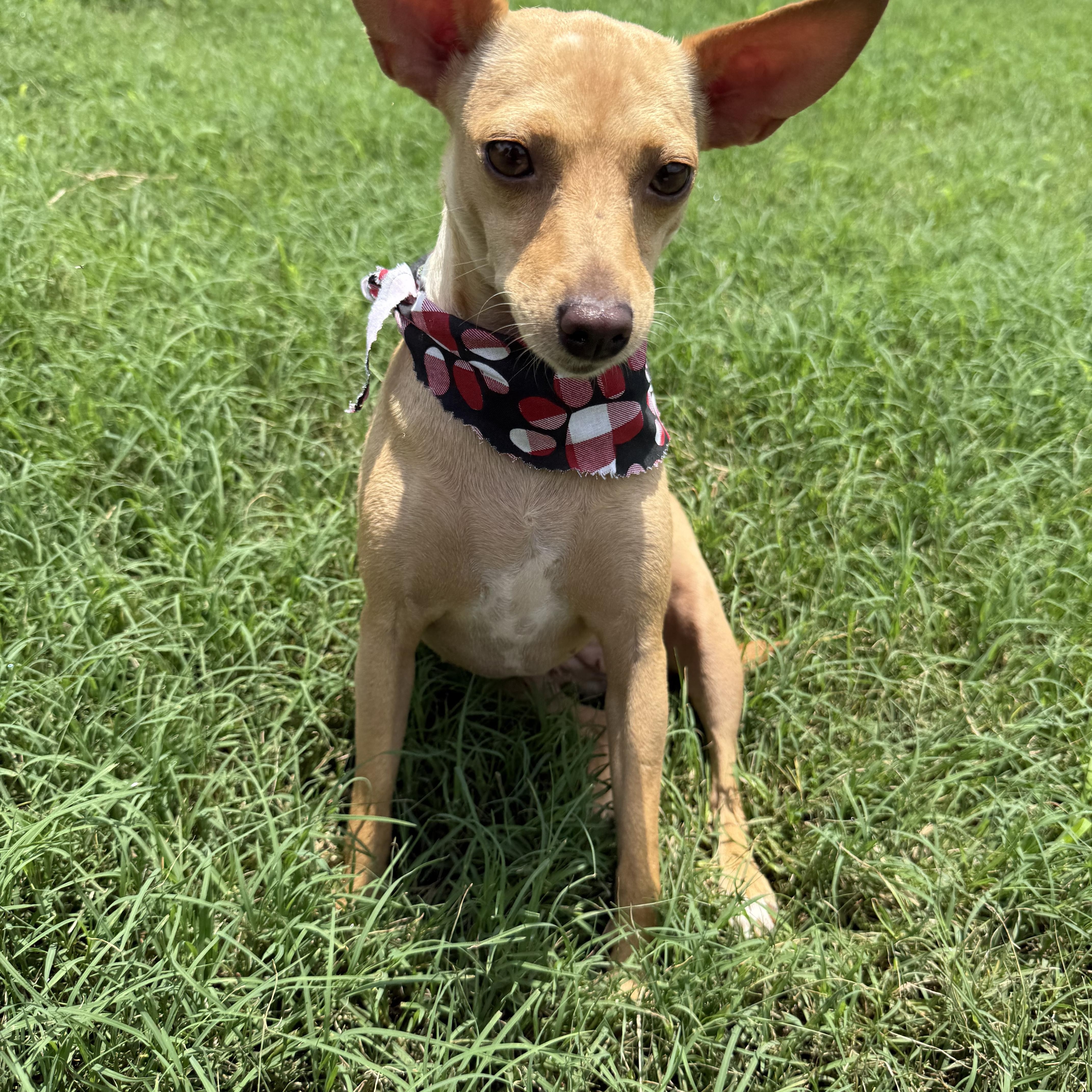 DORA, adopted, Young Female Chihuahua.