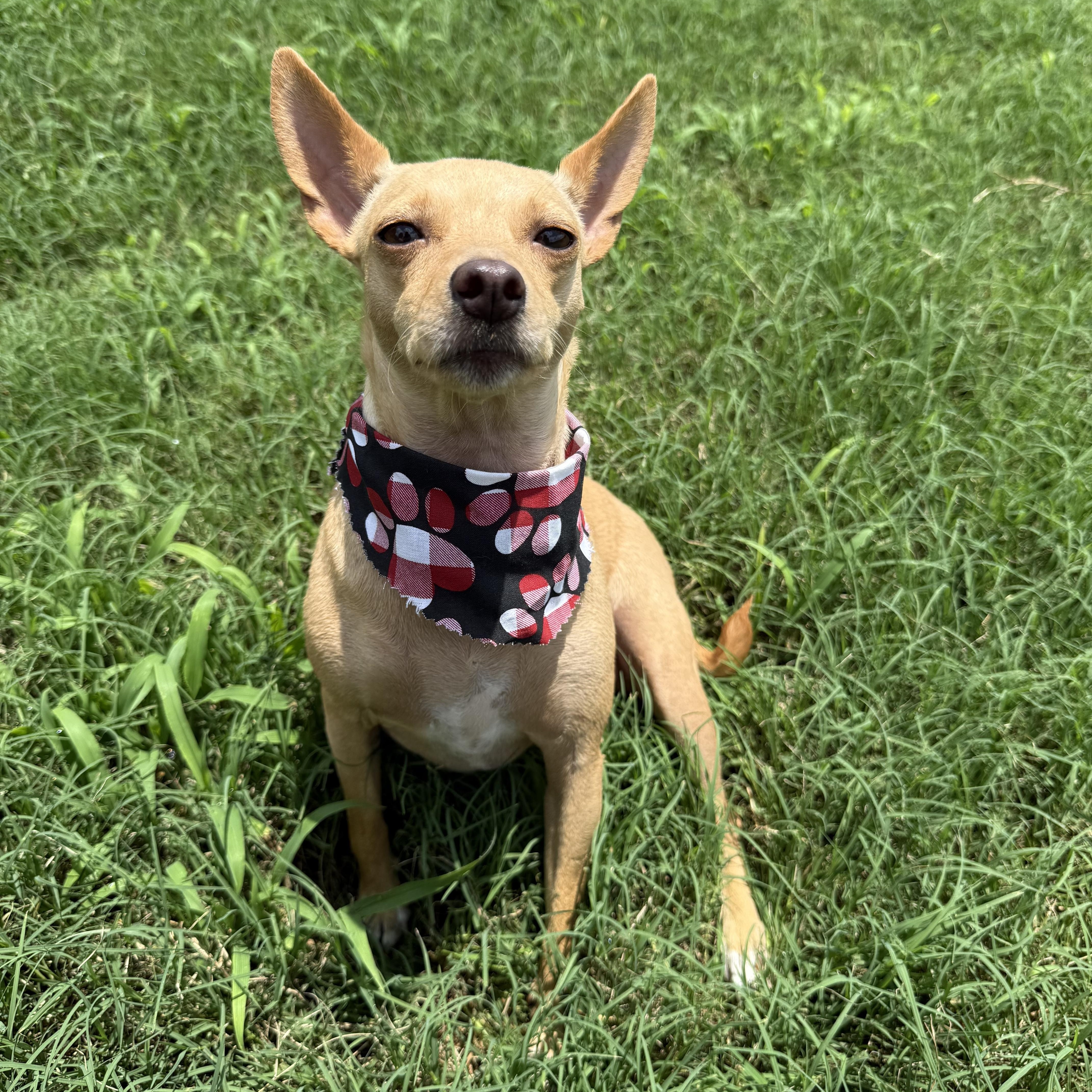 Enlarge DORA, an adopted Chihuahua in Dumont, NJ image 2/4