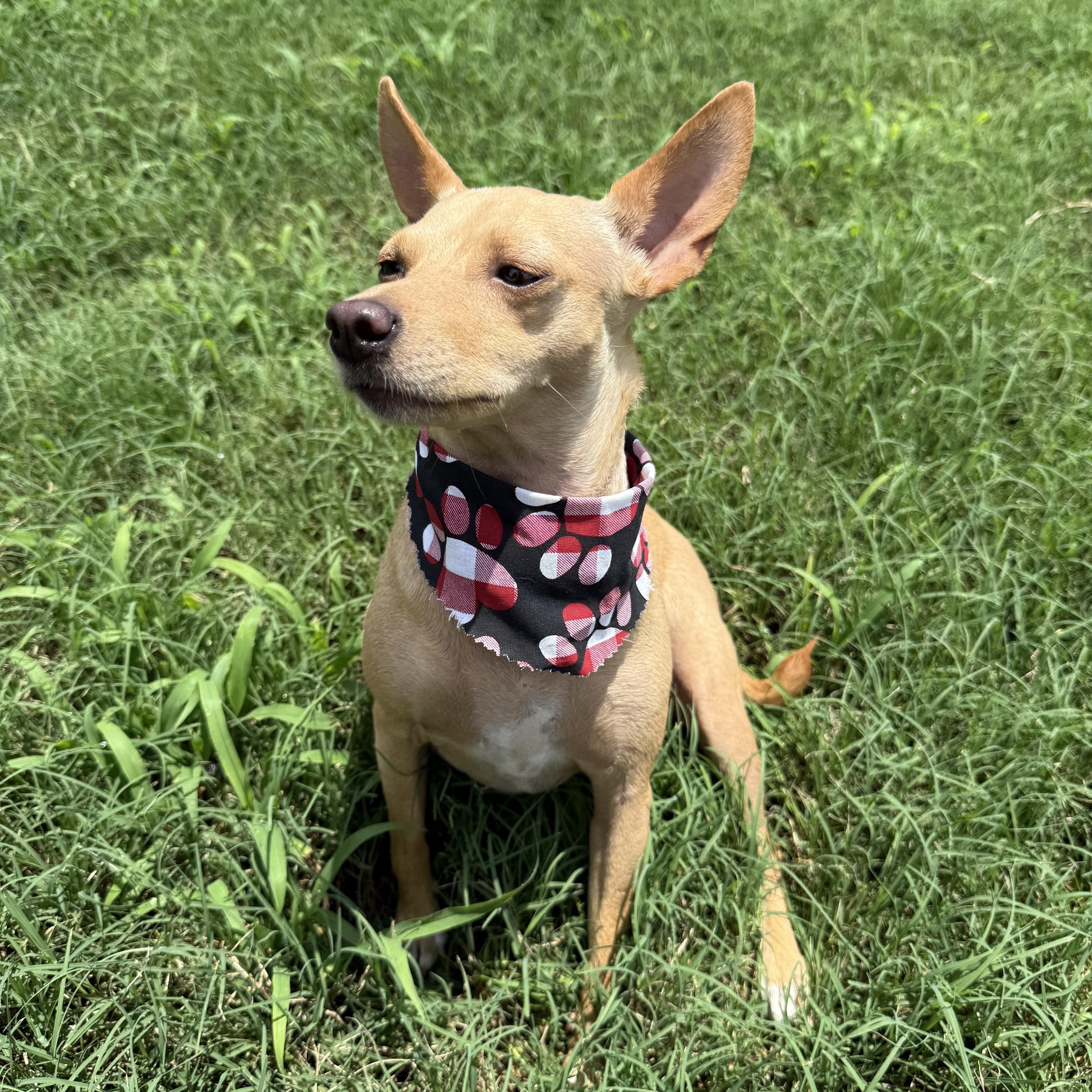 Enlarge DORA, an adopted Chihuahua in Dumont, NJ image 4/4