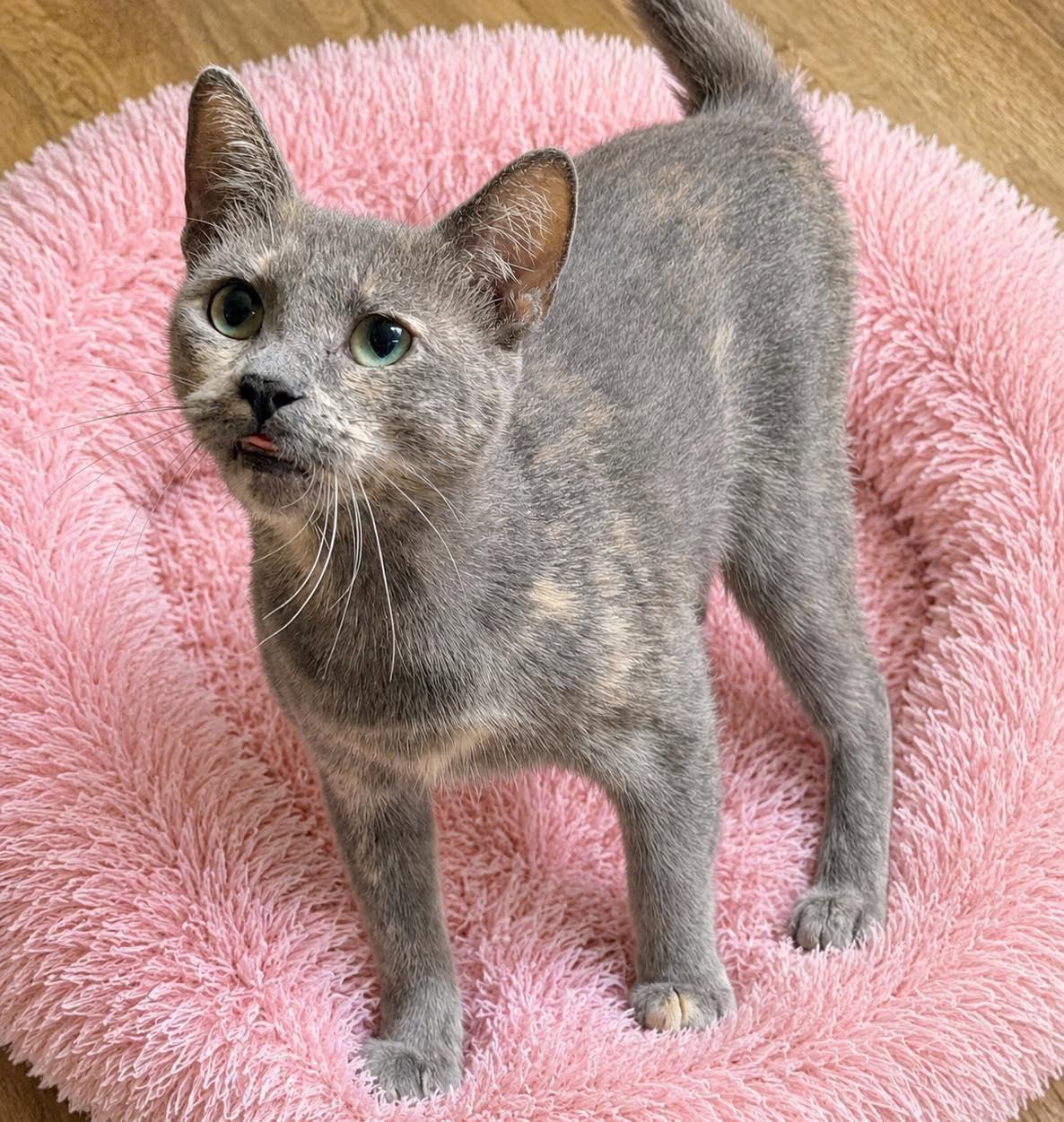 Enlarge Tali, a Adoptable Domestic Short Hair in Grand Bay, AL image 1/3