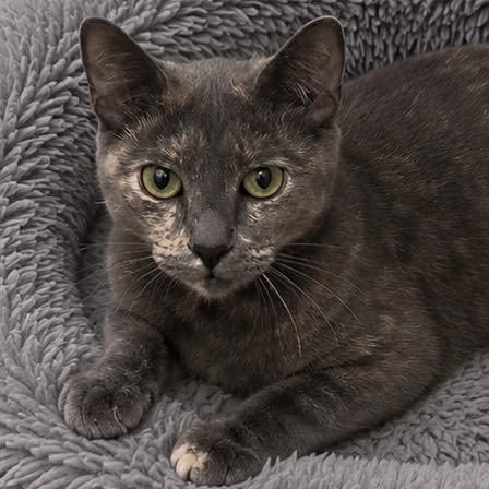Enlarge Tali, a Adoptable Domestic Short Hair in Grand Bay, AL image 2/3