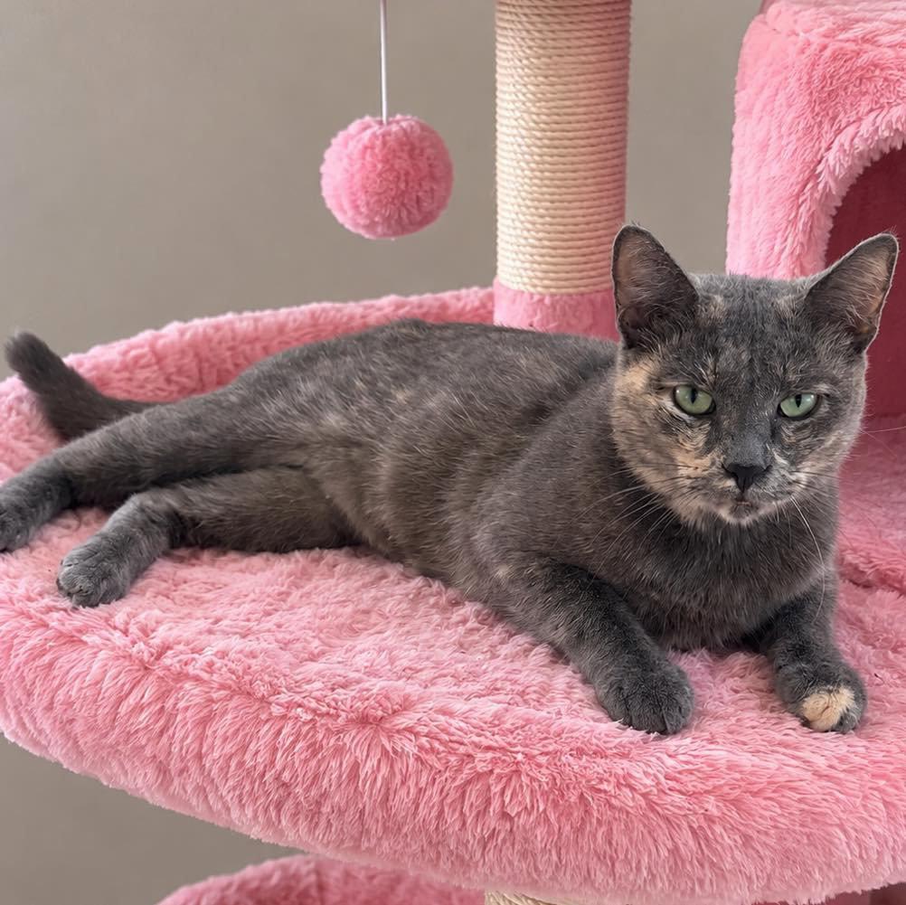 Enlarge Tali, a Adoptable Domestic Short Hair in Grand Bay, AL image 3/3