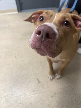 Enlarge Louisa, a Adoptable Mixed Breed in Toronto, ON image 2/4