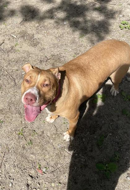Enlarge Louisa, a Adoptable Mixed Breed in Toronto, ON image 3/4