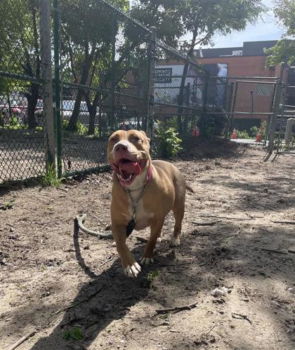 Louisa, Adoptable, Adult Female Mixed Breed.