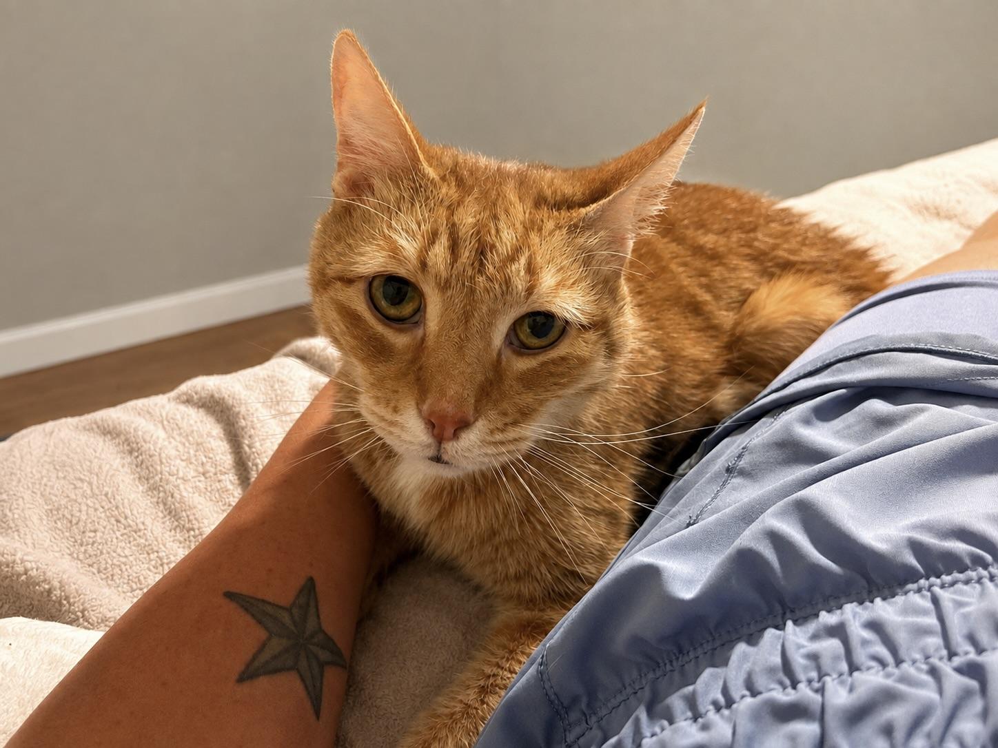 Kiro, ADOPTABLE, Senior Male Domestic Short Hair.