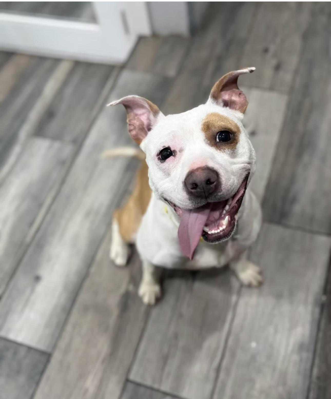 Paradise, Adopted, Young Female Pit Bull Terrier.