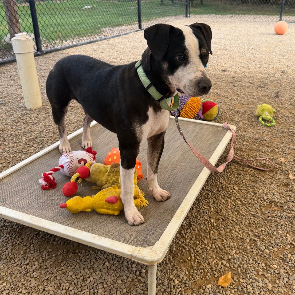 Hamilton, Adoptable, Young Male Labrador Retriever & Mixed Breed.