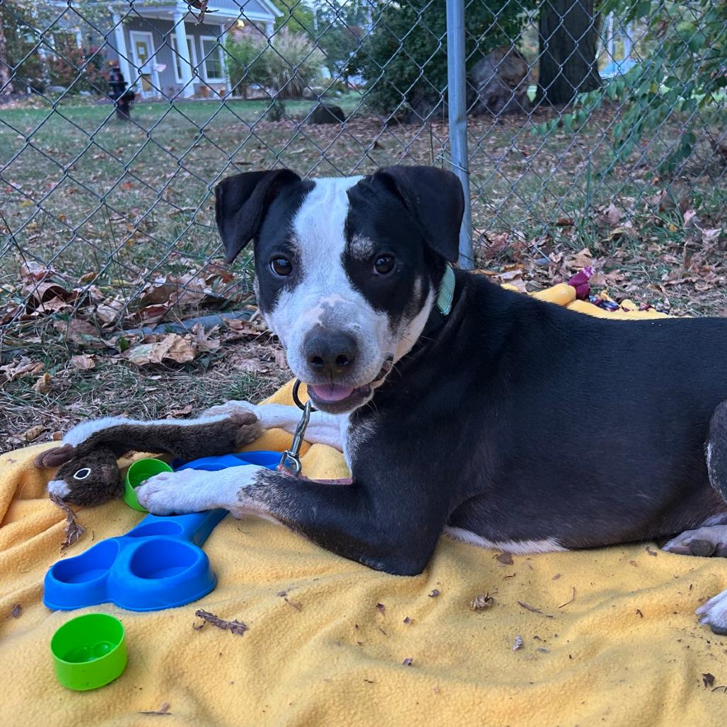 Enlarge Hamilton, a Adoptable mixed breed in Columbia Station, OH image 2/6