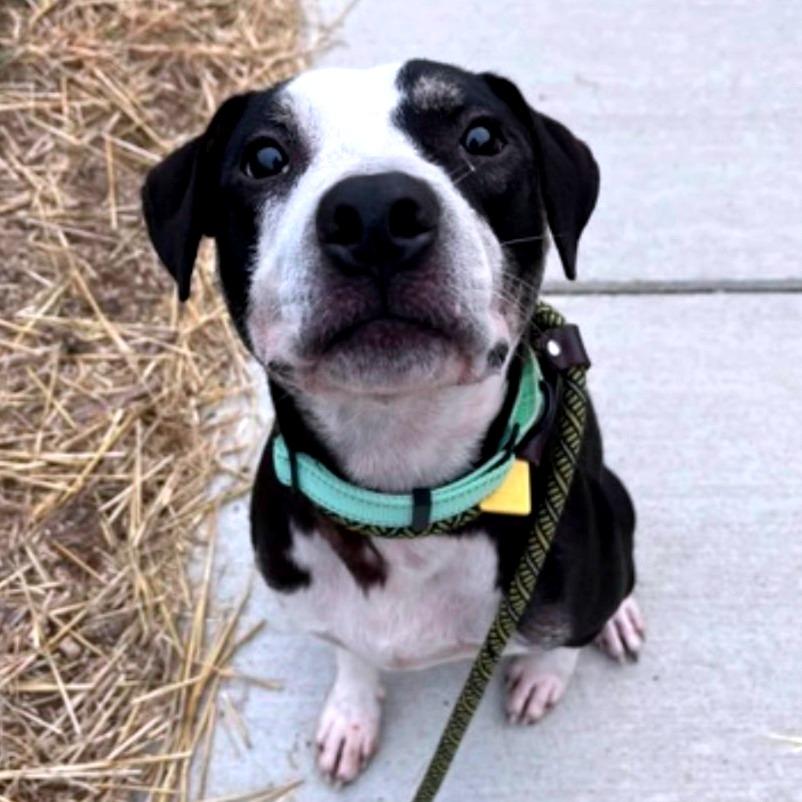 Enlarge Hamilton, a Adoptable mixed breed in Columbia Station, OH image 3/6