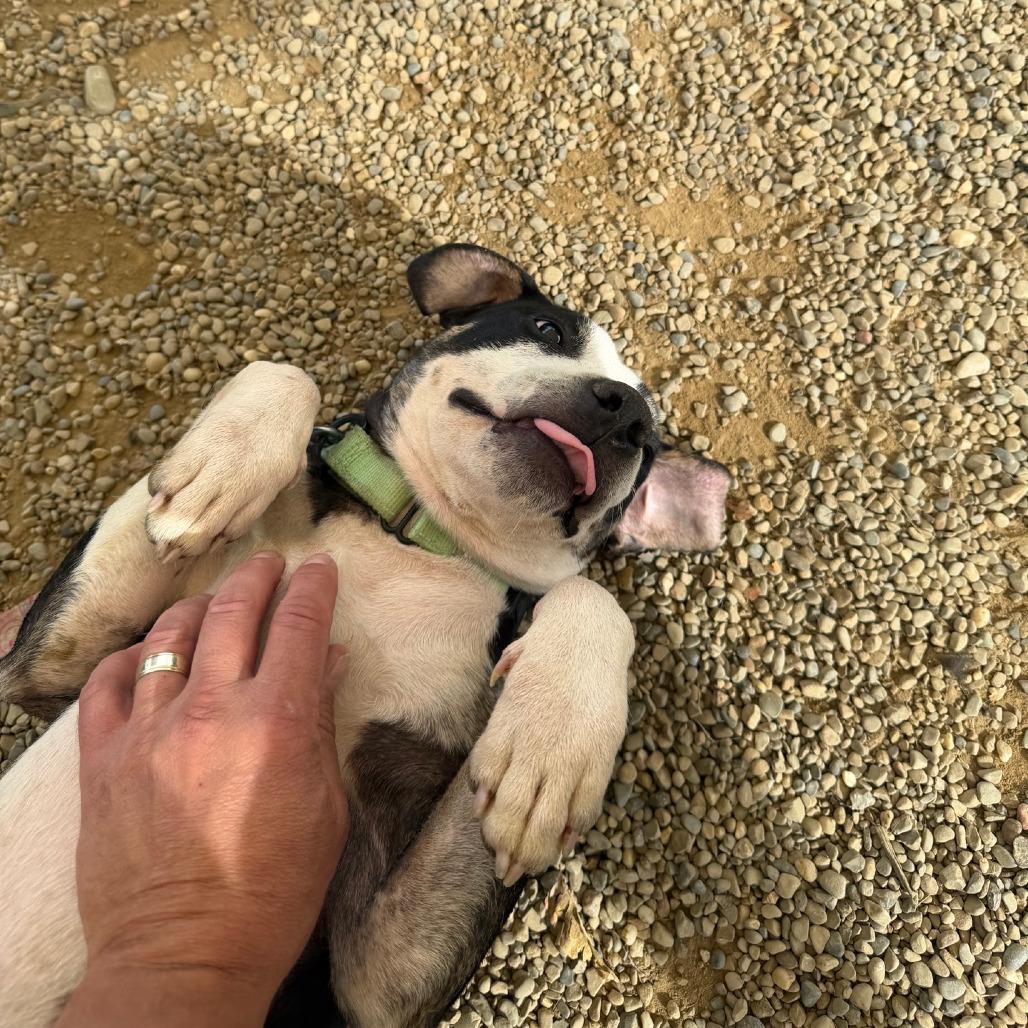 Enlarge Hamilton, a Adoptable mixed breed in Columbia Station, OH image 4/6