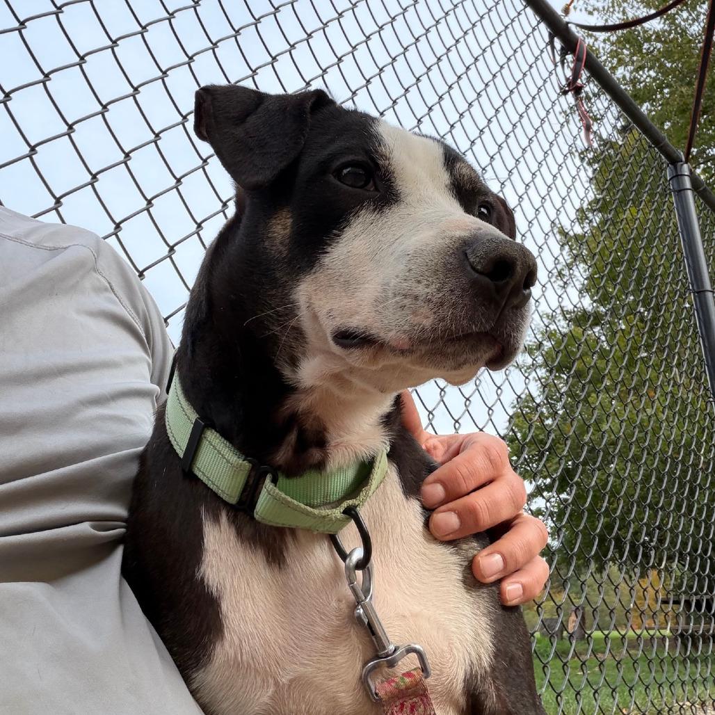 Enlarge Hamilton, a Adoptable mixed breed in Columbia Station, OH image 5/6