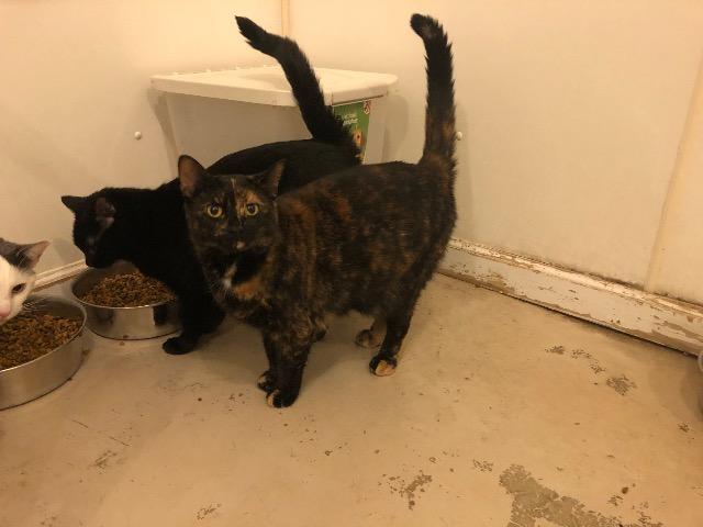 Annie — thumbnail 2