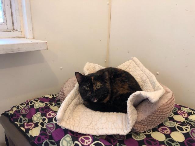 Annie — thumbnail 3