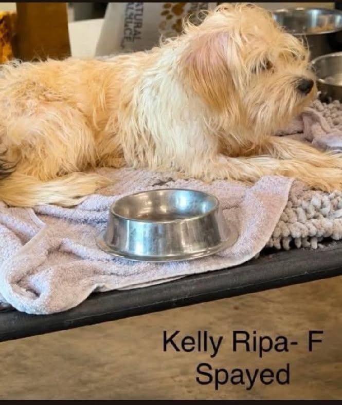 Kelly Ripa - arriving 7/31/26 by Noon, adopted, Adult Female Mixed Breed.