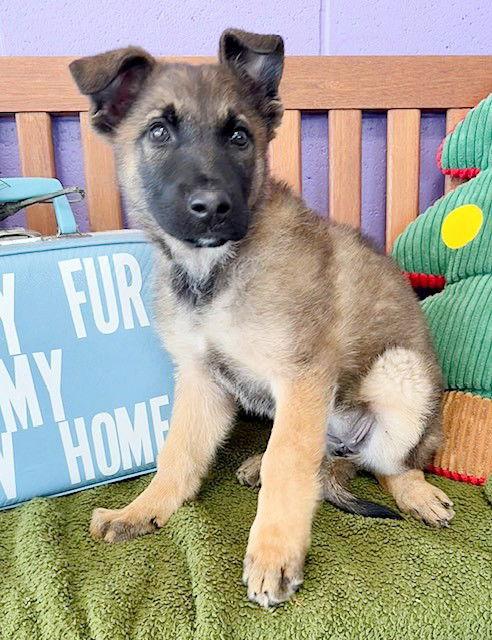 Enlarge **TESS**, a Adoptable Shepherd in North Prairie, WI image 1/2