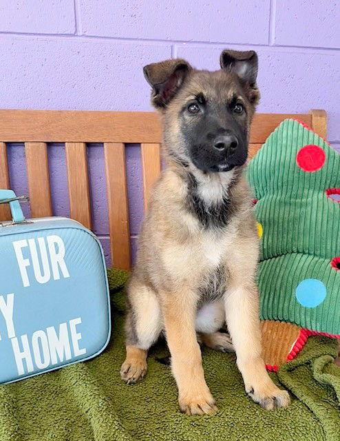 Enlarge **TESS**, a Adoptable Shepherd in North Prairie, WI image 2/2