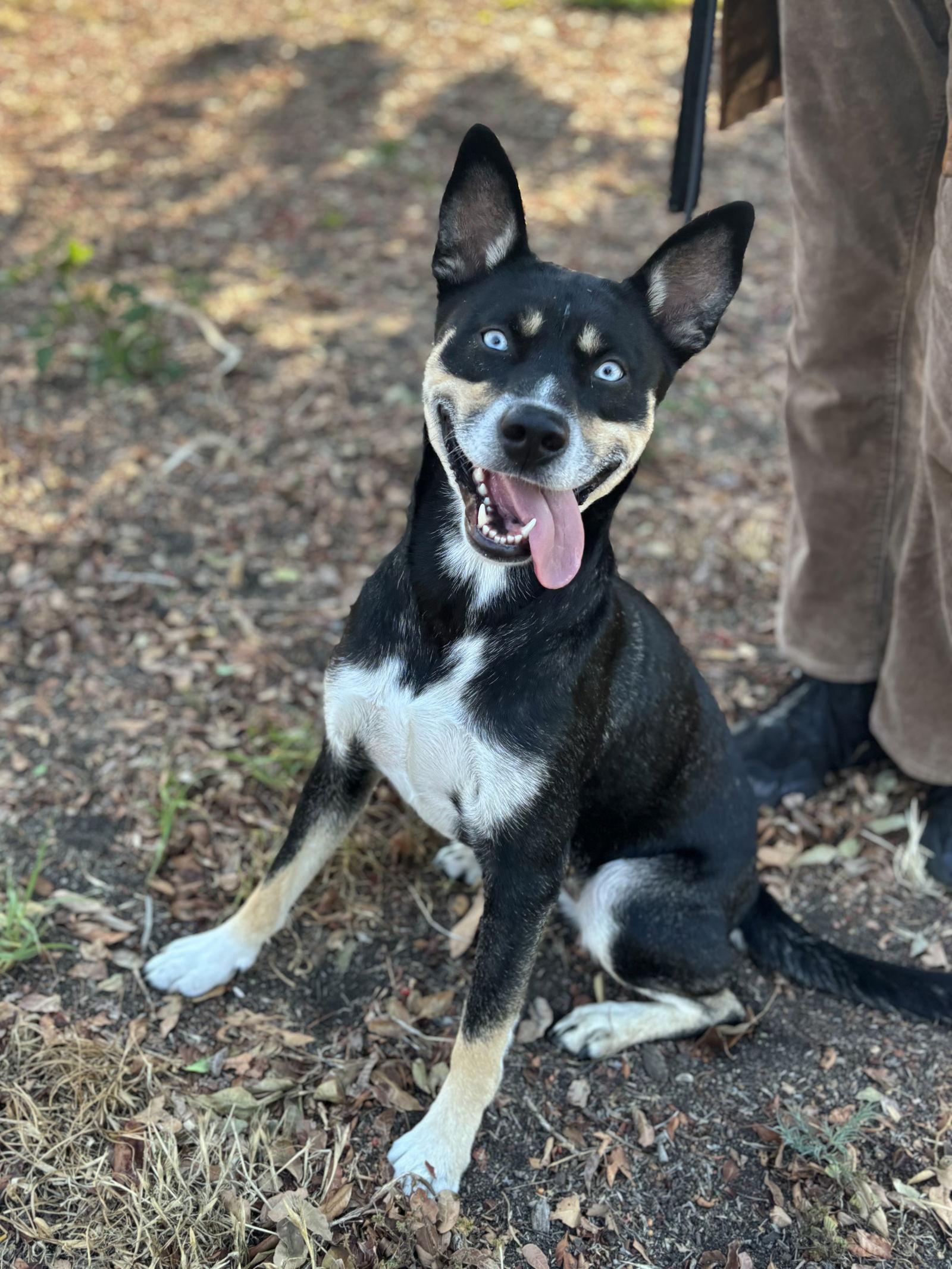 Chestnut, Adoptable, Young Female Australian Kelpie & Labrador Retriever.