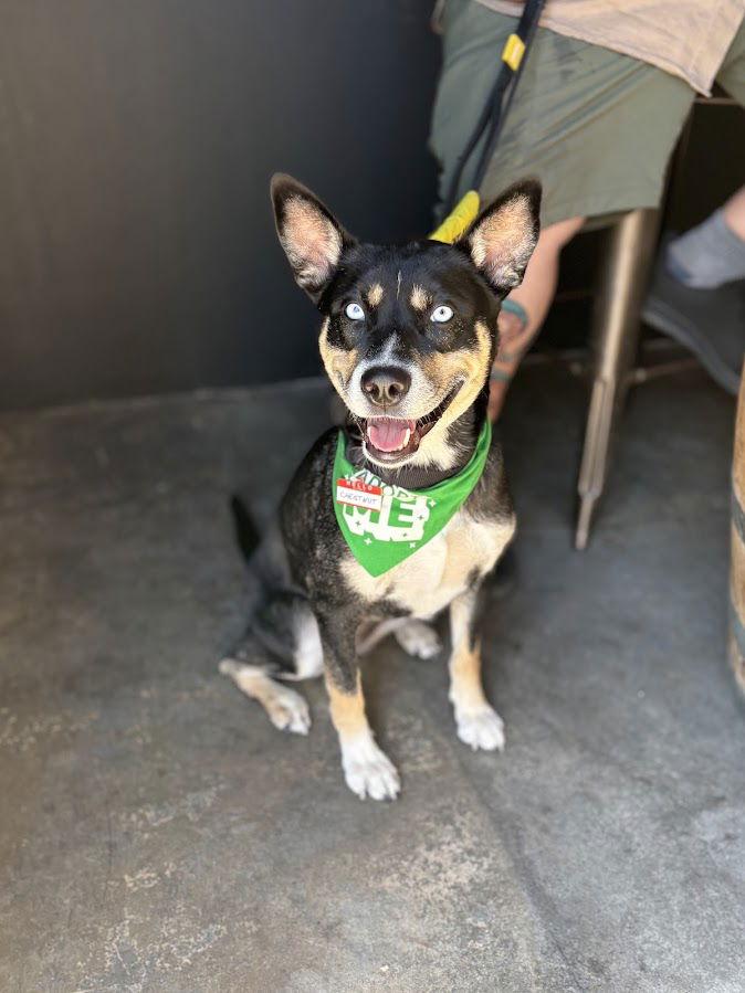 Enlarge Chestnut, a Adoptable mixed breed in San Diego, CA image 2/3