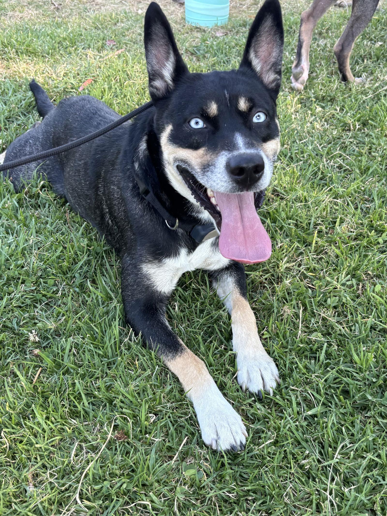Enlarge Chestnut, a Adoptable mixed breed in San Diego, CA image 3/3