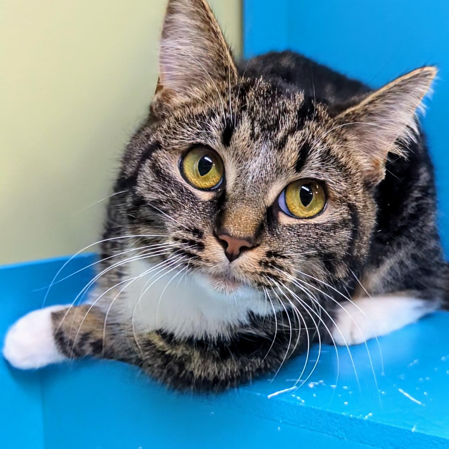 Lyra — thumbnail 2