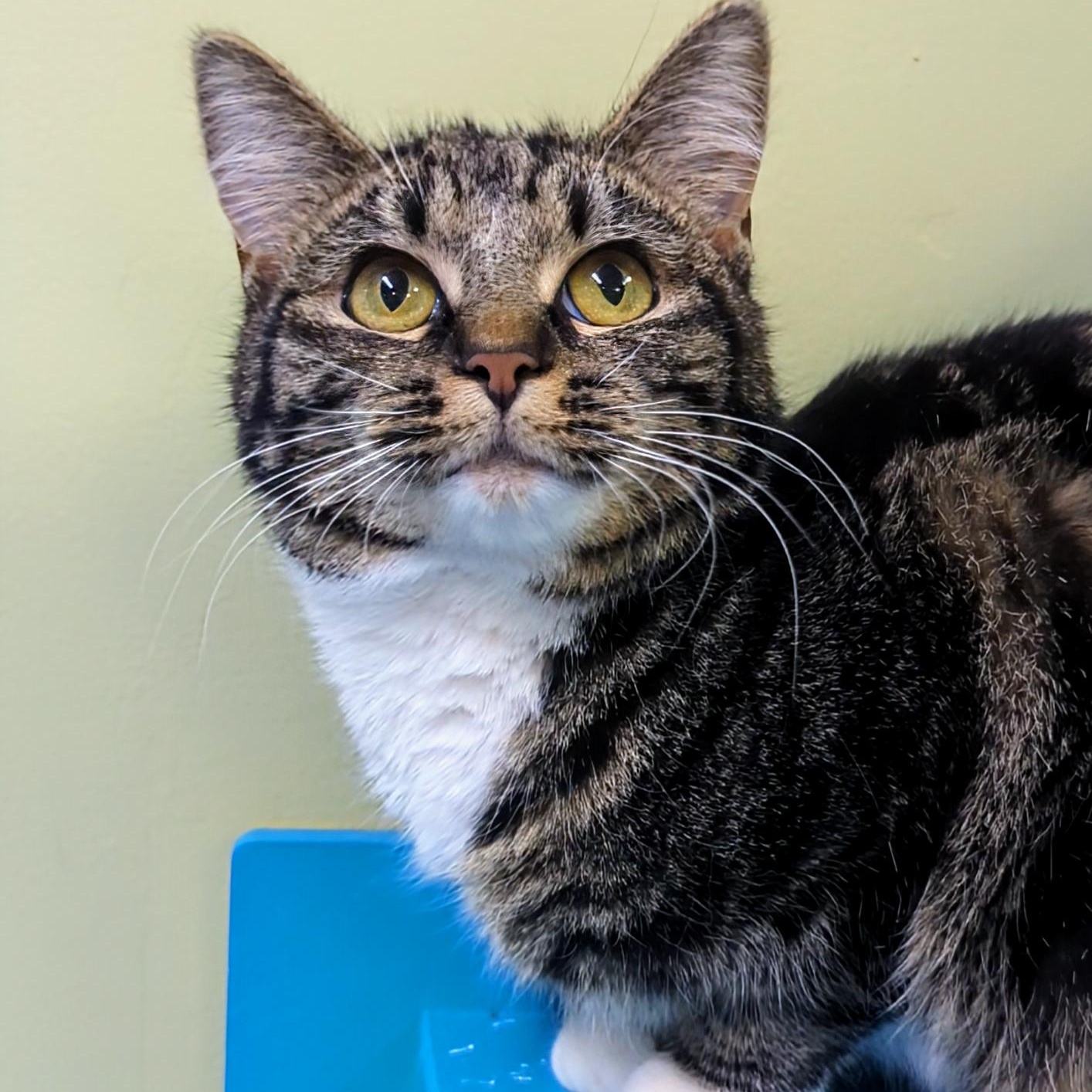 Lyra — thumbnail 3