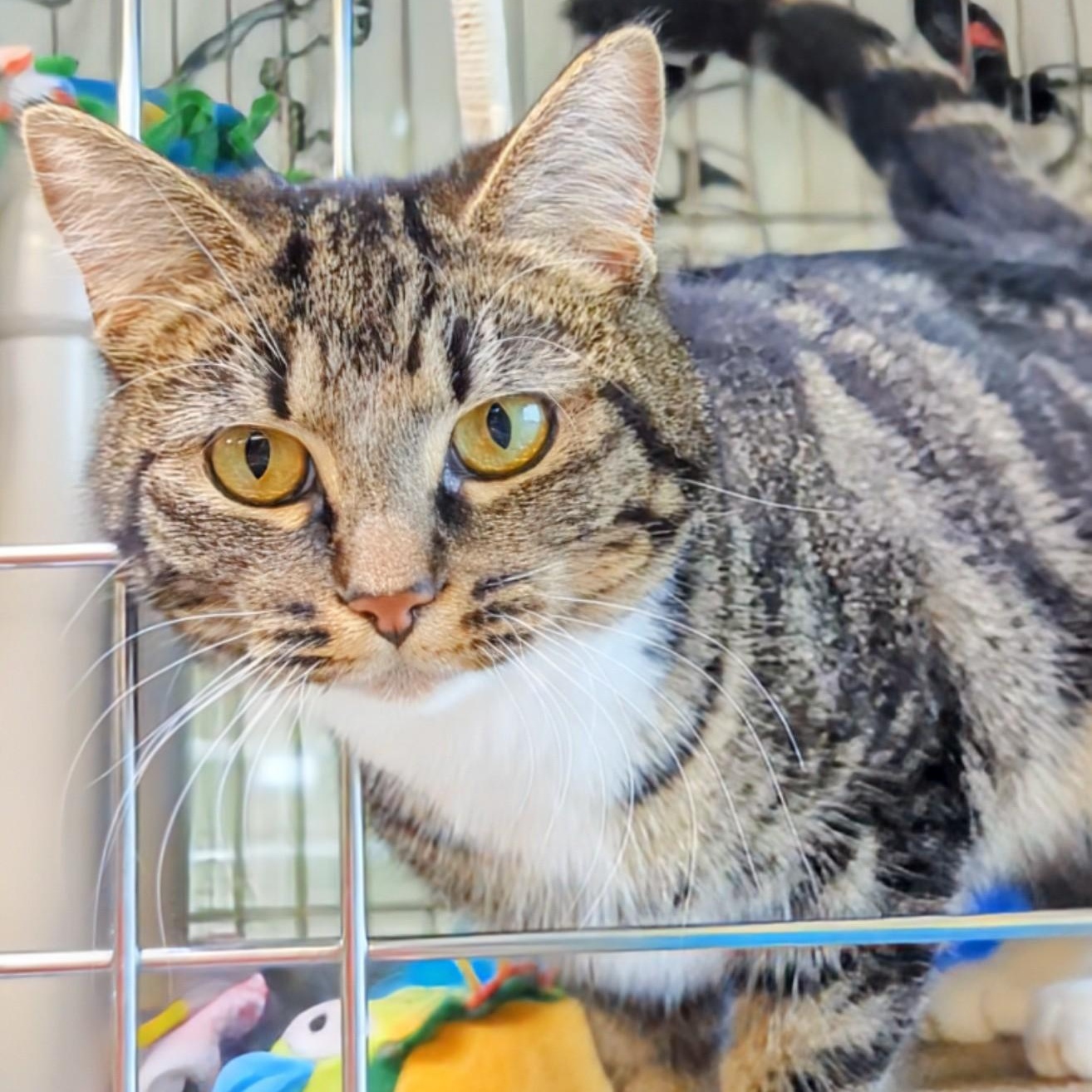 Lyra — thumbnail 5