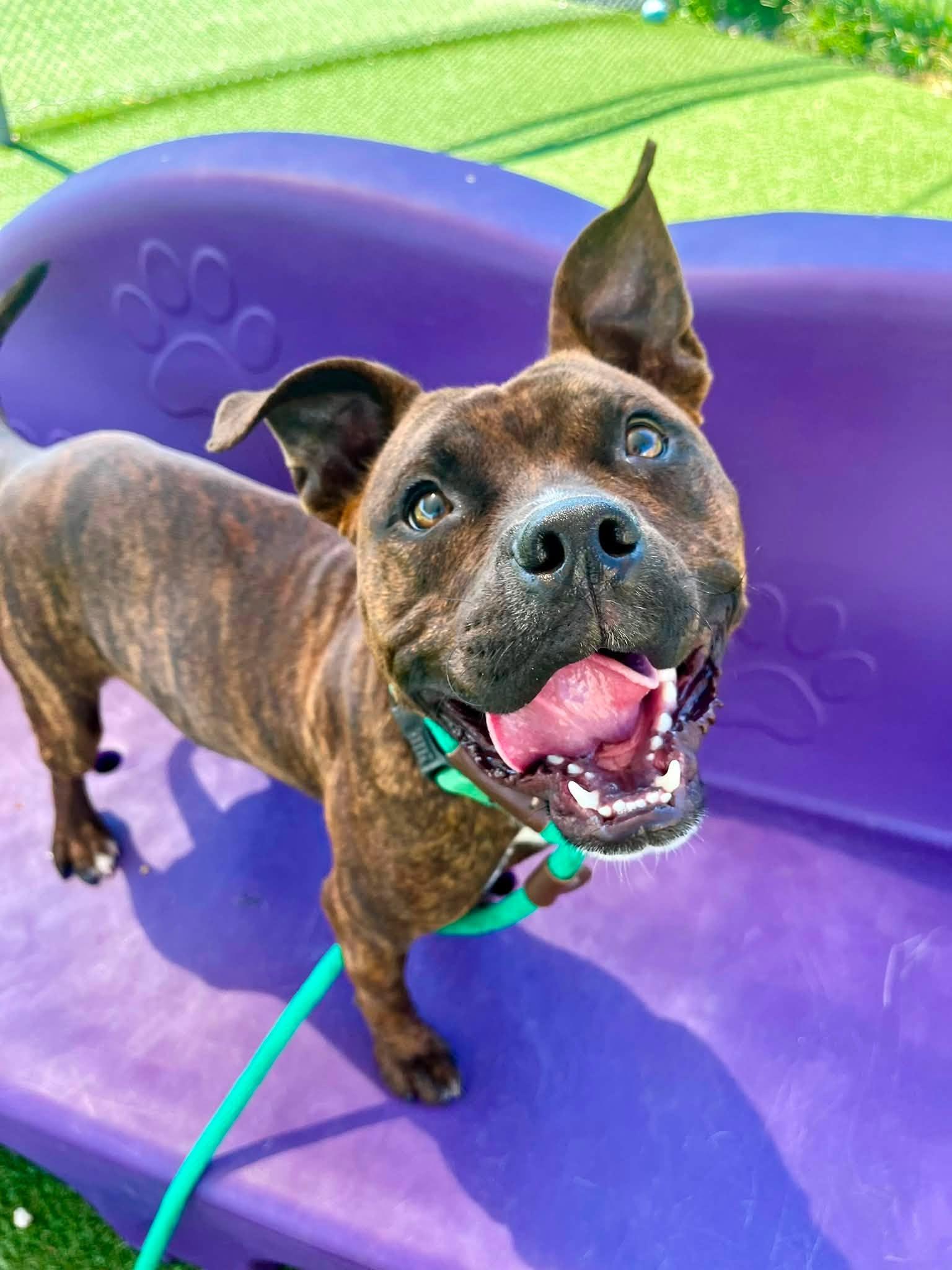 Enlarge Brian, a ADOPTABLE mixed breed in Cleveland, OH image 4/6