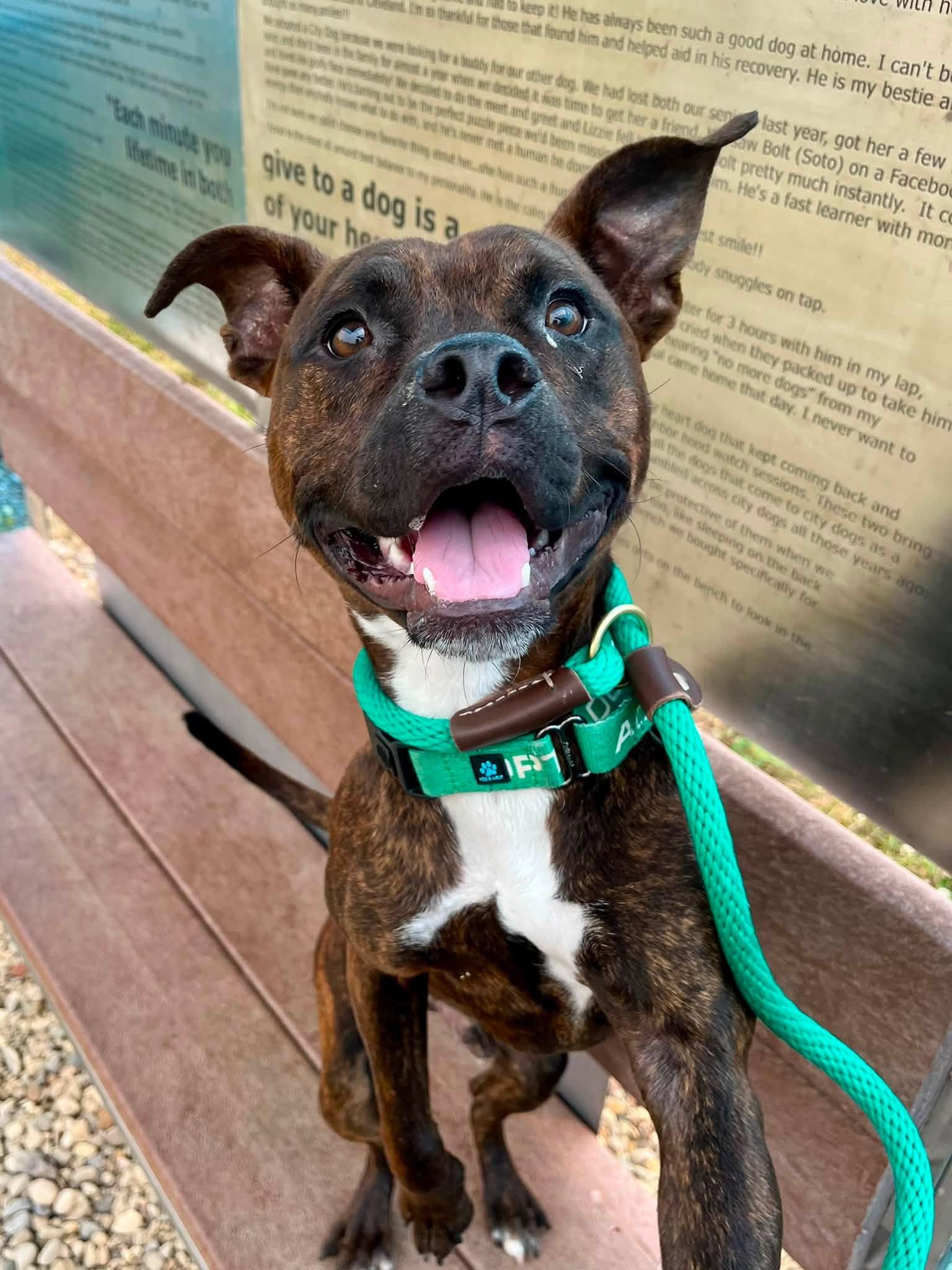 Enlarge Brian, a ADOPTABLE mixed breed in Cleveland, OH image 3/6