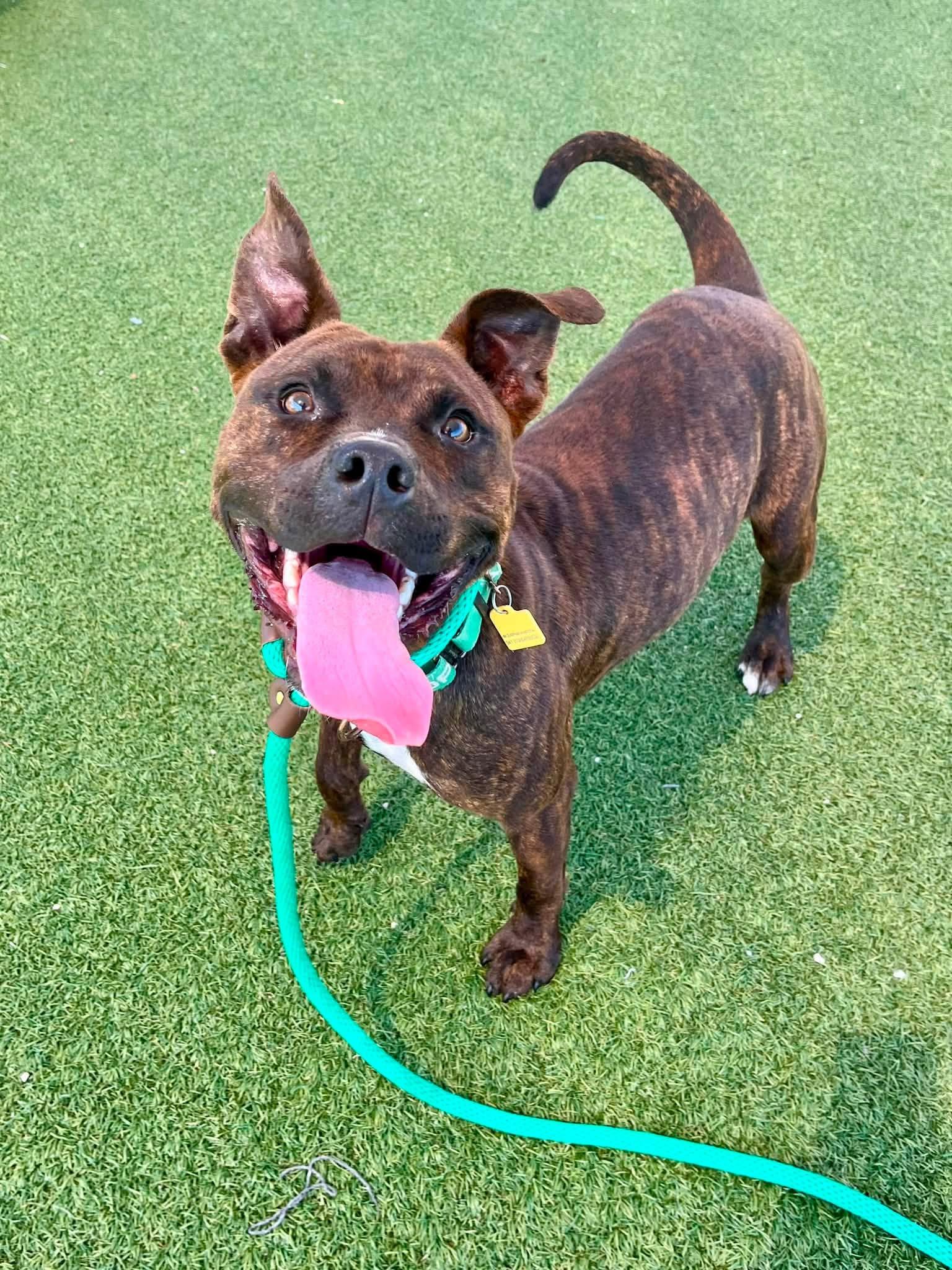 Enlarge Brian, a ADOPTABLE mixed breed in Cleveland, OH image 5/6