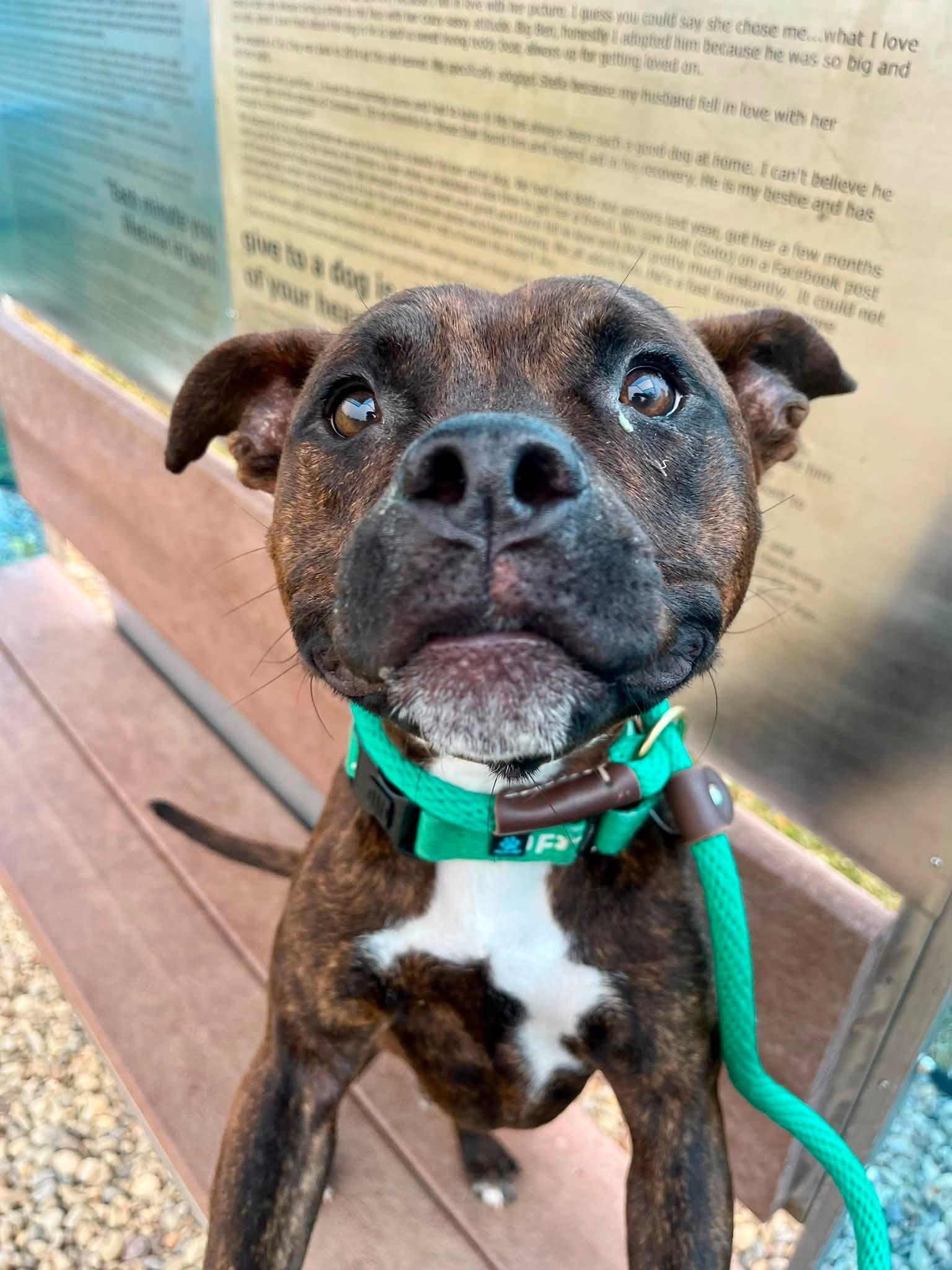 Enlarge Brian, a ADOPTABLE mixed breed in Cleveland, OH image 2/6