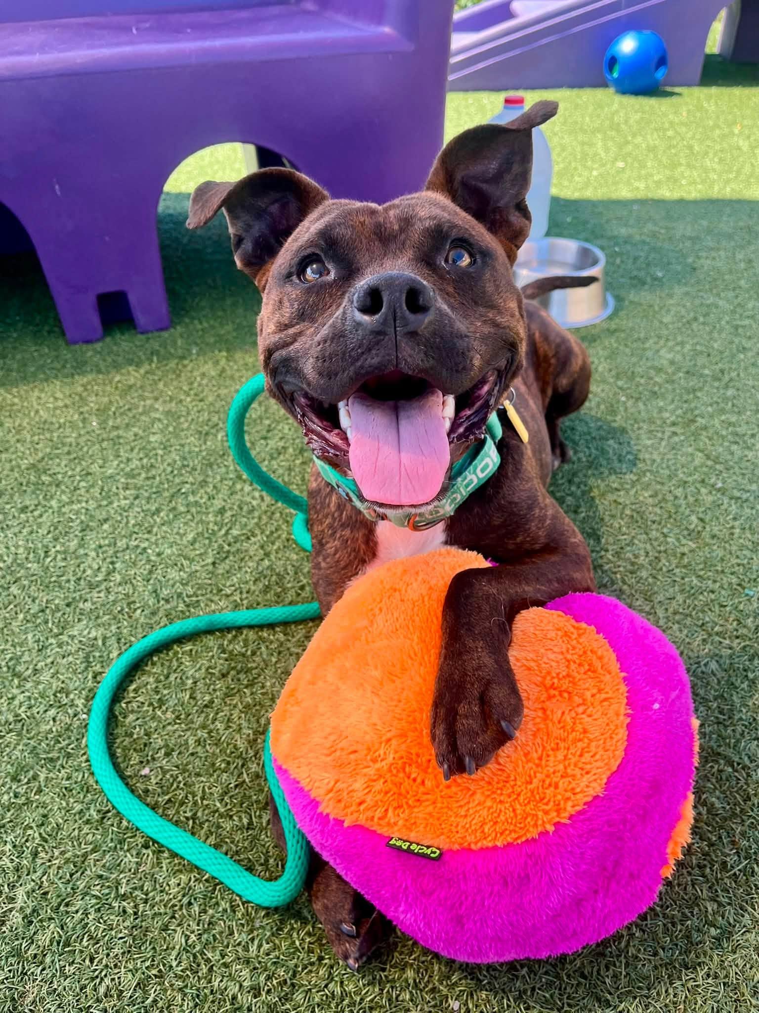 Enlarge Brian, a ADOPTABLE mixed breed in Cleveland, OH image 6/6