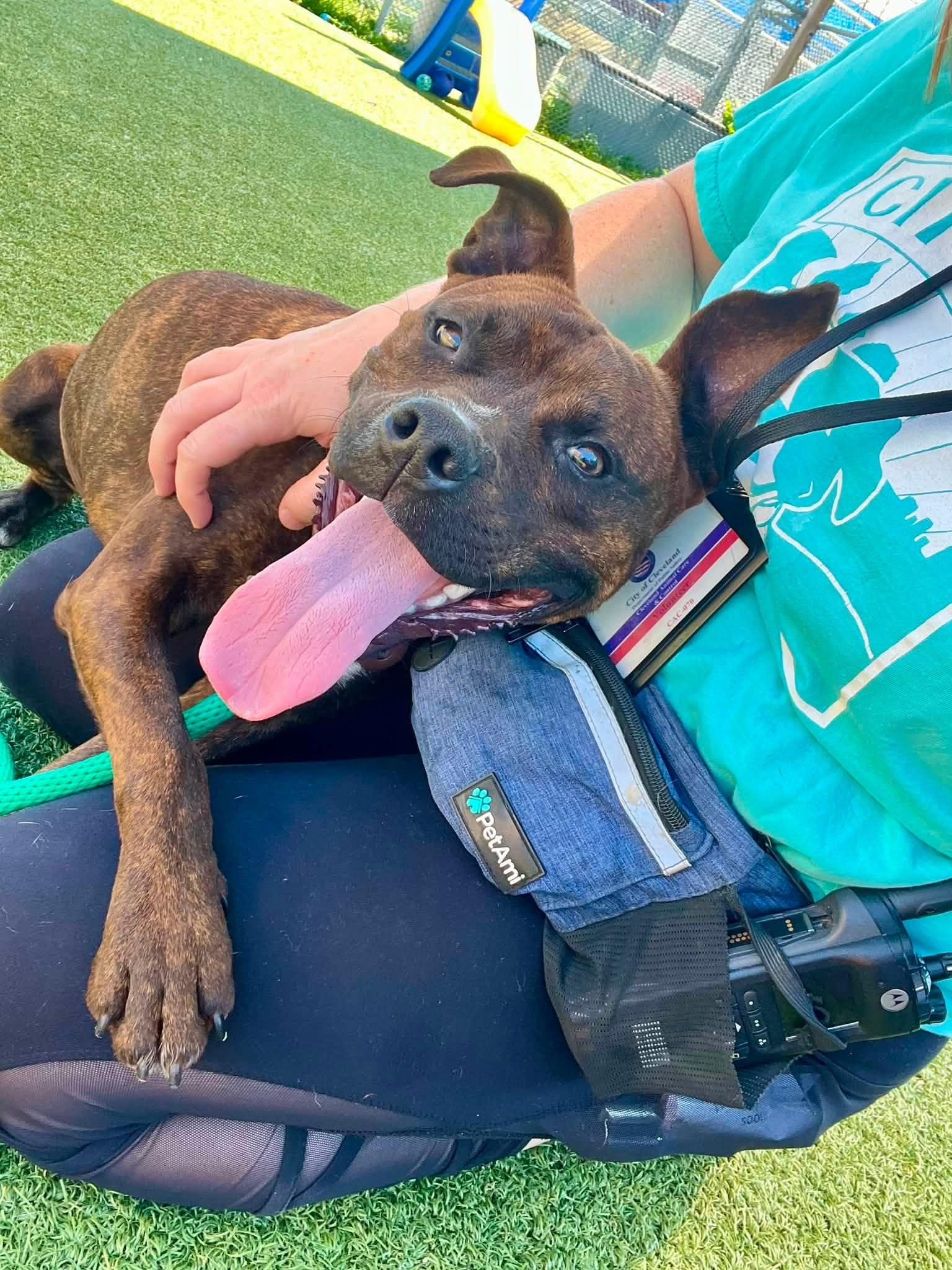 Brian, ADOPTABLE, Young Male Pit Bull Terrier.