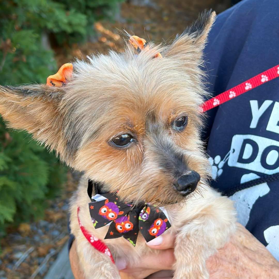 Enlarge Penny, a Adoptable Yorkshire Terrier in Winsted, CT image 4/6