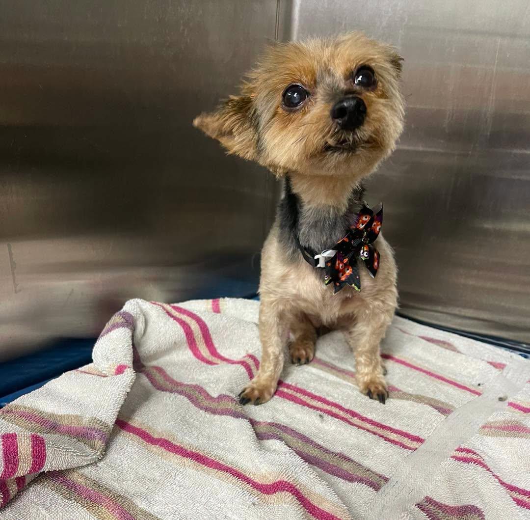 Enlarge Penny, a Adoptable Yorkshire Terrier in Winsted, CT image 3/6