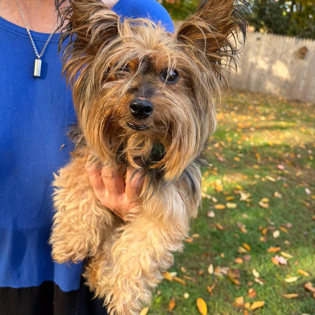 Enlarge Penny, a Adoptable Yorkshire Terrier in Winsted, CT image 6/6