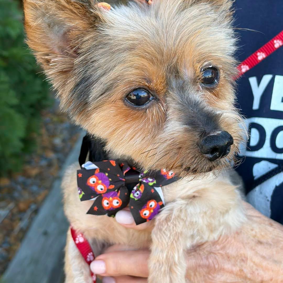 Penny, Adoptable, Senior Female Yorkshire Terrier.