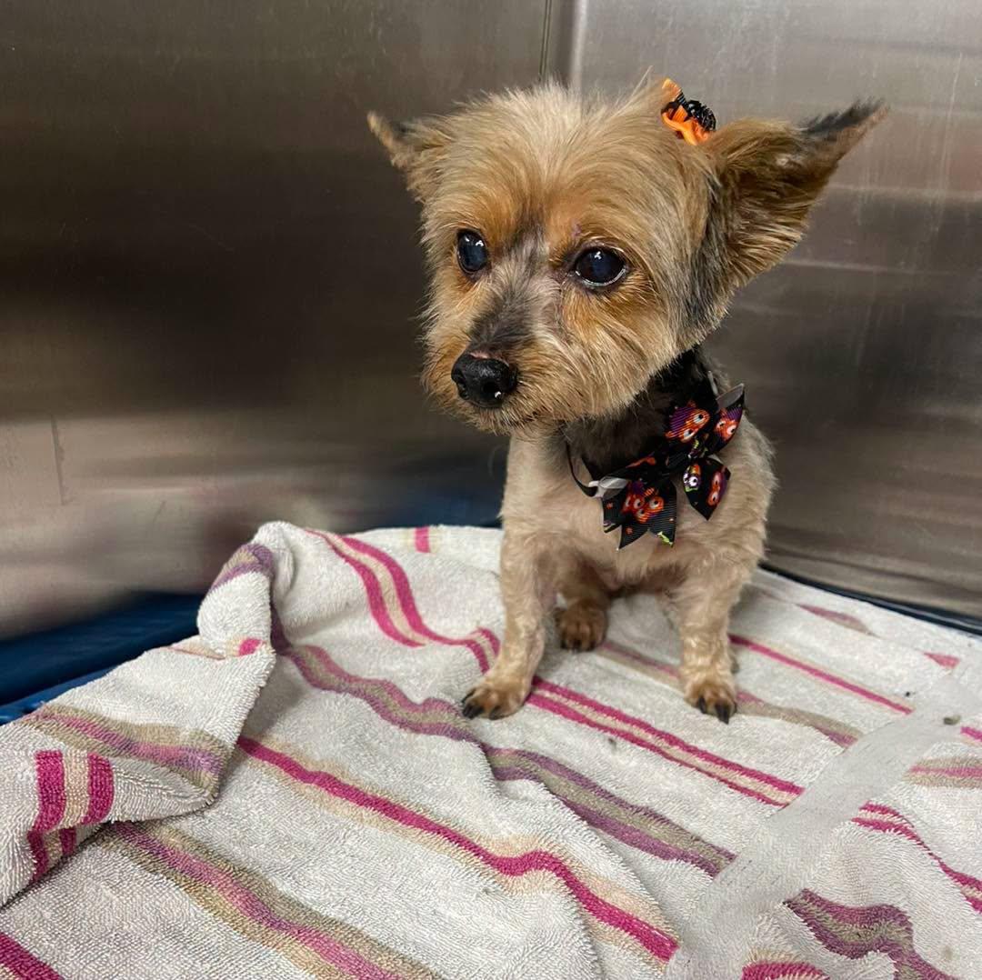 Enlarge Penny, a Adoptable Yorkshire Terrier in Winsted, CT image 2/6