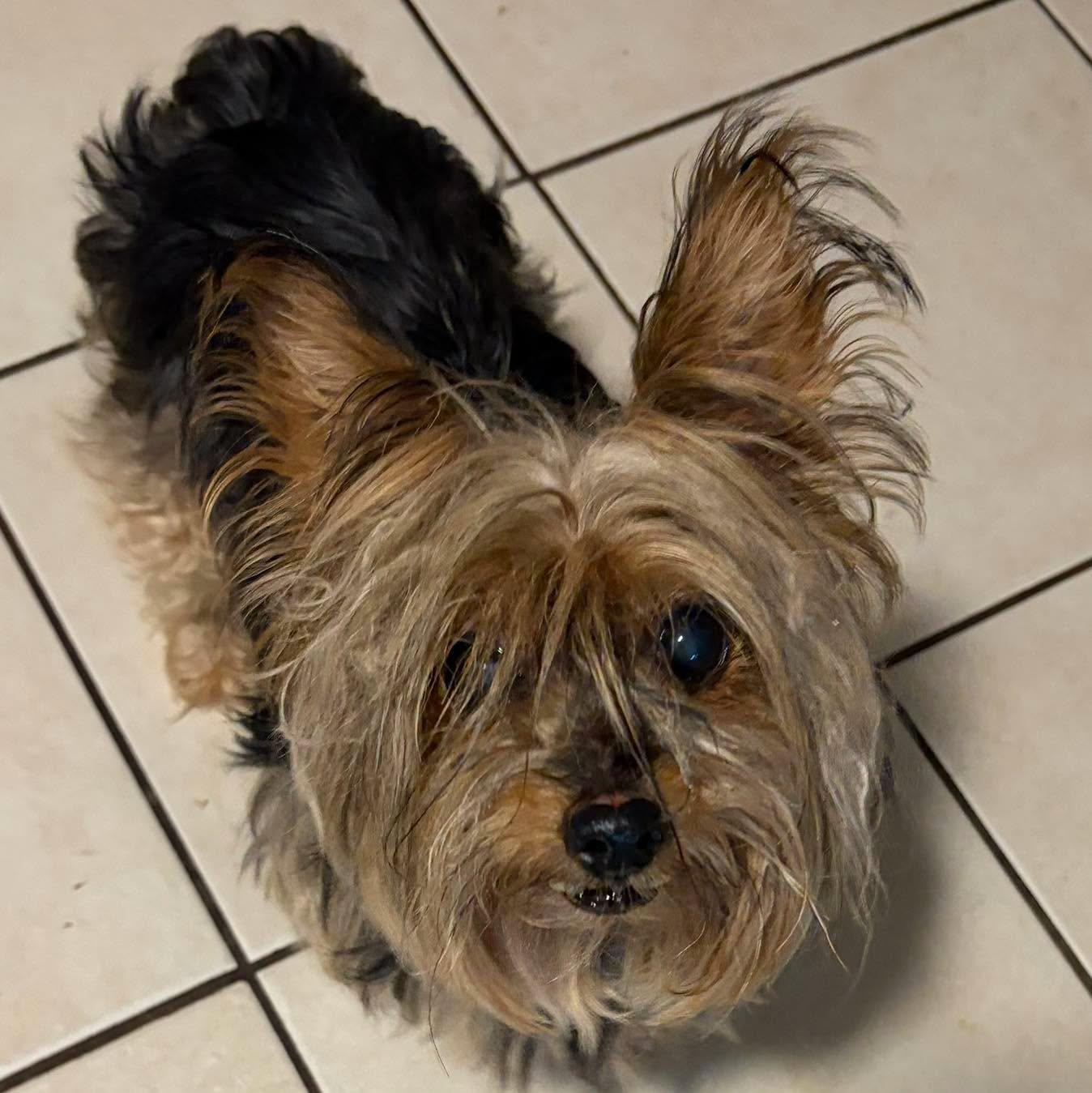 Enlarge Penny, a Adoptable Yorkshire Terrier in Winsted, CT image 5/6