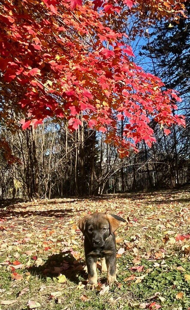 Linus CA, Adoptable, Puppy Male Rottweiler.