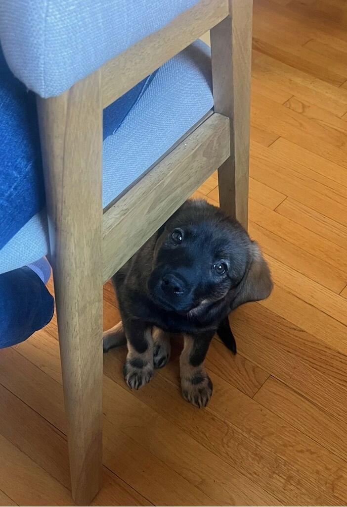 Linus CA, a Adoptable Rottweiler in Hillside, IL image 2/3