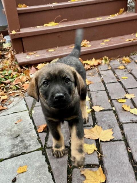 Linus CA, a Adoptable Rottweiler in Hillside, IL image 3/3