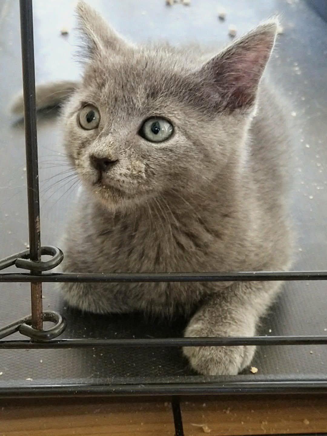 Ashton, Adopted, Kitten Male Domestic Short Hair & Russian Blue.