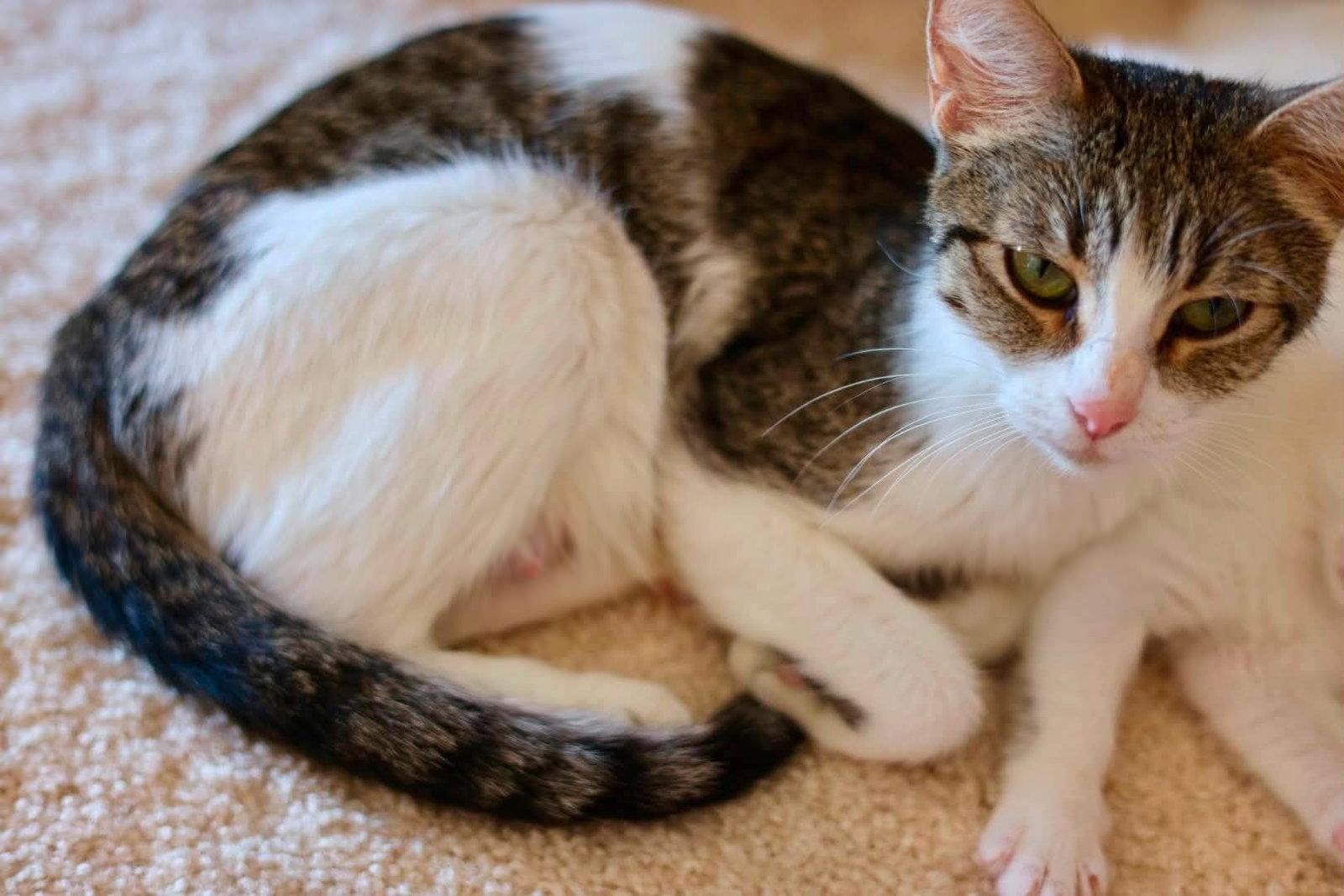 Enlarge Mama Biscuit, a Adoptable Tabby in Duluth, MN image 1/3